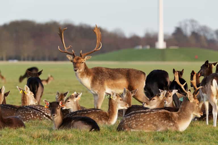 Studies show feeding Phoenix Park deer could lead to aggressive behaviour Studies show feeding Phoenix Park deer could lead to aggressive behaviour