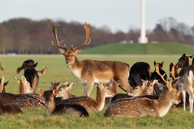 Studies show feeding Phoenix Park deer could lead to aggressive behaviour Studies show feeding Phoenix Park deer could lead to aggressive behaviour