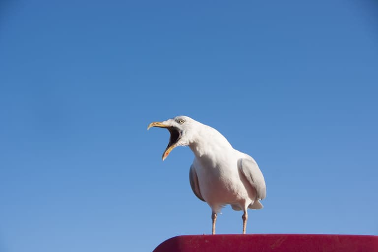 Seagull proof bin bags to alleviate ‘conflicts between humans and gulls’ Seagull proof bin bags to alleviate ‘conflicts between humans and gulls’
