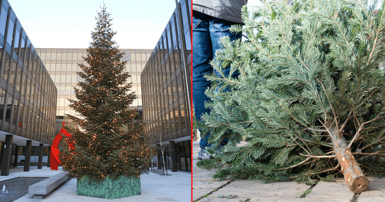 DCC to offer free Christmas tree disposal service DCC to offer free Christmas tree disposal service