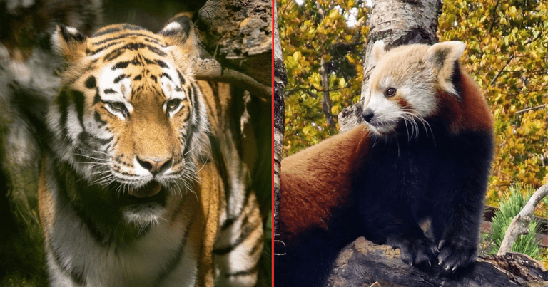 Dublin Zoo celebrating a great year by offering half price tickets Dublin Zoo celebrating a great year by offering half price tickets