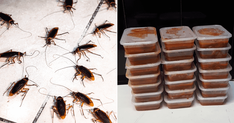 Dublin 1 takeaway served closure order due to ‘live cockroach infestation’ Dublin 1 takeaway served closure order due to ‘live cockroach infestation’