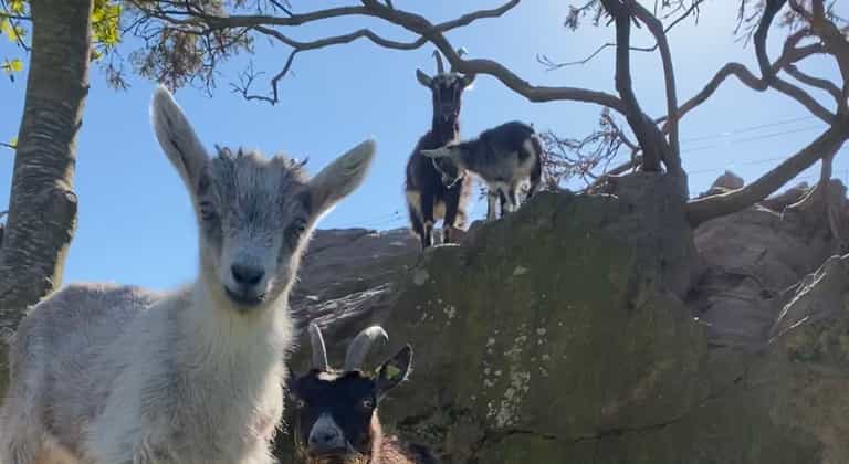 New kid goats join fire-fighting herd in Howth and one is in need of a name New kid goats join fire-fighting herd in Howth and one is in need of a name