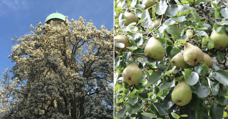 Have you noticed Ireland’s oldest fruit-bearing tree? Have you noticed Ireland’s oldest fruit-bearing tree?