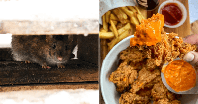 Dublin city KFC branch served closure order due to rodent discovery Dublin city KFC branch served closure order due to rodent discovery