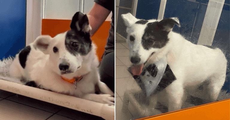 Dog at DSPCA stood up by two potential families after over a year at the shelter Dog at DSPCA stood up by two potential families after over a year at the shelter