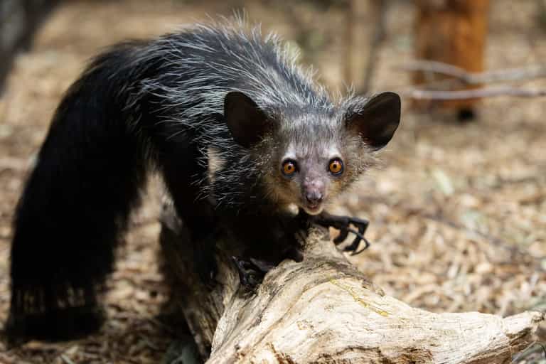 Dublin Zoo’s newest inhabitant the aye-aye has us saying no-no Dublin Zoo’s newest inhabitant the aye-aye has us saying no-no