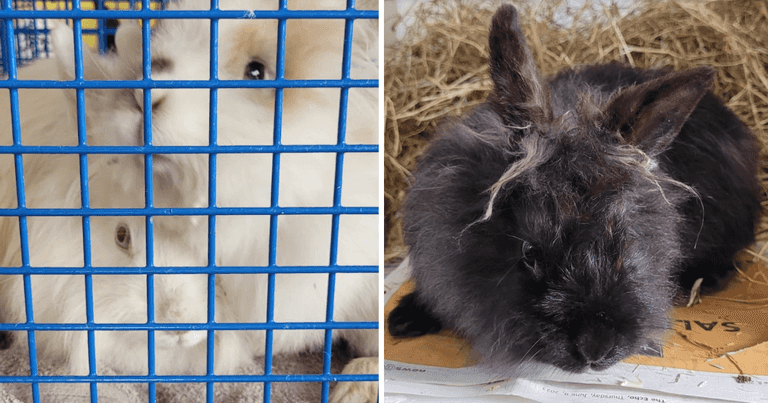 Four domestic rabbits rescued in Stephen’s Green after being let loose Four domestic rabbits rescued in Stephen’s Green after being let loose