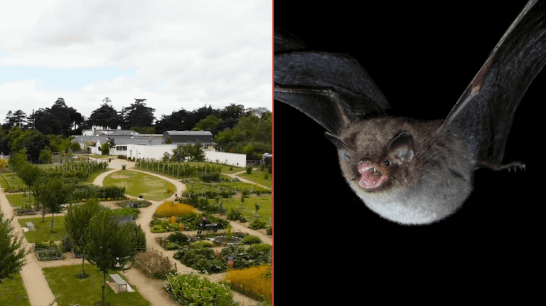 Airfield to host night time bat walks in October Airfield to host night time bat walks in October