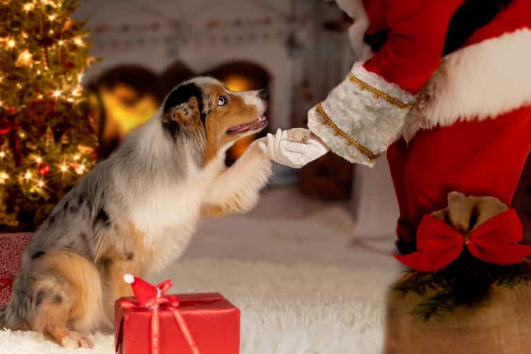 4 places to take your dog to see Santa Paws in Dublin this Christmas 4 places to take your dog to see Santa Paws in Dublin this Christmas