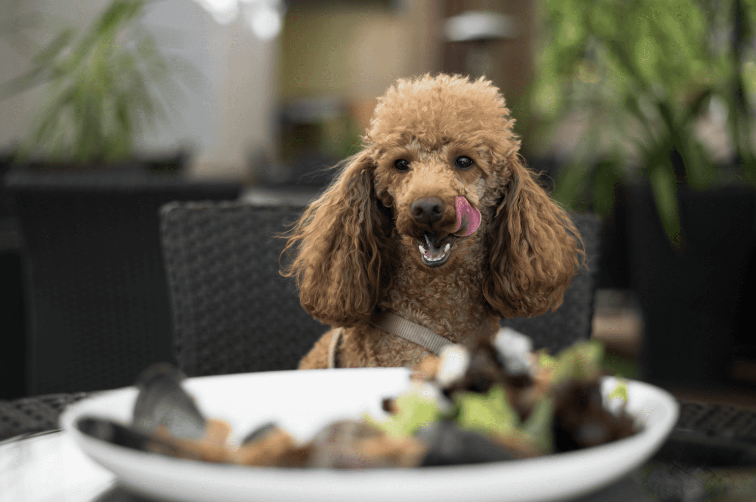 A new dog-friendly cafe and brunch spot has opened on Talbot Street