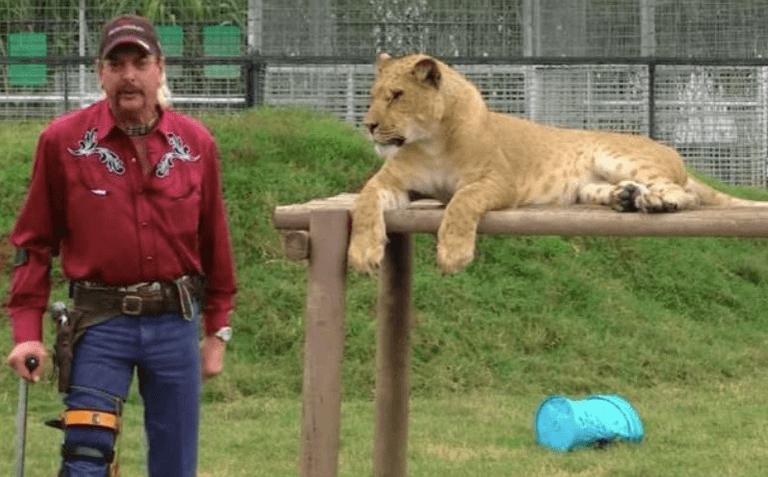 Fans unsure about rumoured choice to play Joe Exotic in Tiger King movie Fans unsure about rumoured choice to play Joe Exotic in Tiger King movie