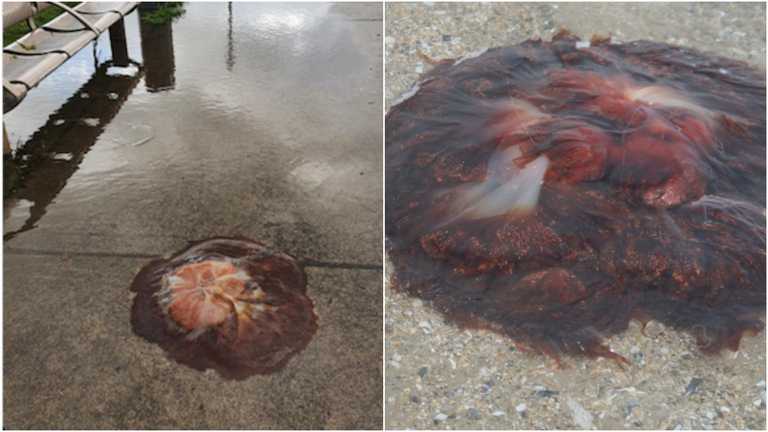 And now for 2020’s next trick… giant jellyfish taking over Dublin And now for 2020’s next trick… giant jellyfish taking over Dublin