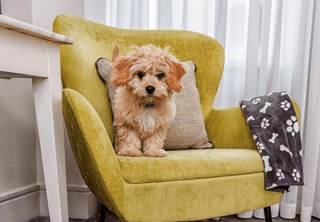 This Dublin hotel has a full room service menu… for dogs This Dublin hotel has a full room service menu… for dogs