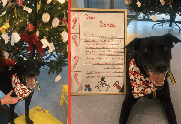 WATCH: After eight years, this Dublin dog’s Christmas wish to be adopted came true WATCH: After eight years, this Dublin dog’s Christmas wish to be adopted came true
