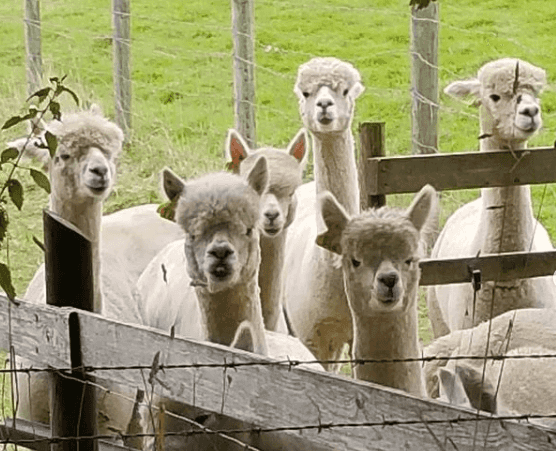 Electric Picnic may be cancelled, but here’s 6 things you could do this weekend instead! Electric Picnic may be cancelled, but here’s 6 things you could do this weekend instead!