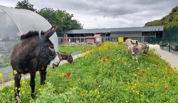 This weekend workshop at St. Annes City Farm is perfect for the little animal lover in your life This weekend workshop at St. Annes City Farm is perfect for the little animal lover in your life