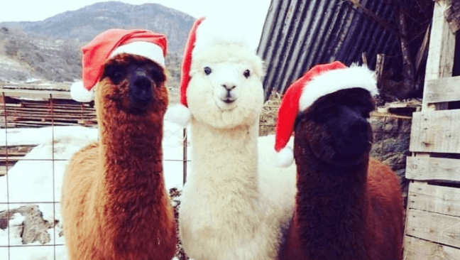 9 fun activities to enjoy in Dublin this winter 9 fun activities to enjoy in Dublin this winter