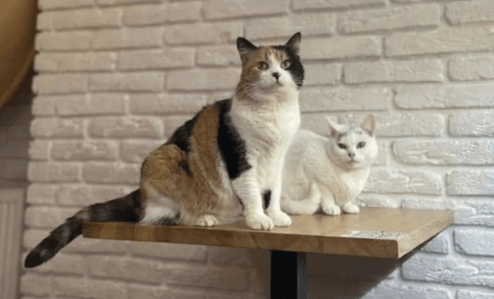 Check out this Phibsboro cat rescue that doubles as a vegan café Check out this Phibsboro cat rescue that doubles as a vegan café