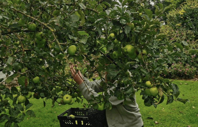 You can now barter your homegrown fruit and veg for pastries at Bread 41 You can now barter your homegrown fruit and veg for pastries at Bread 41
