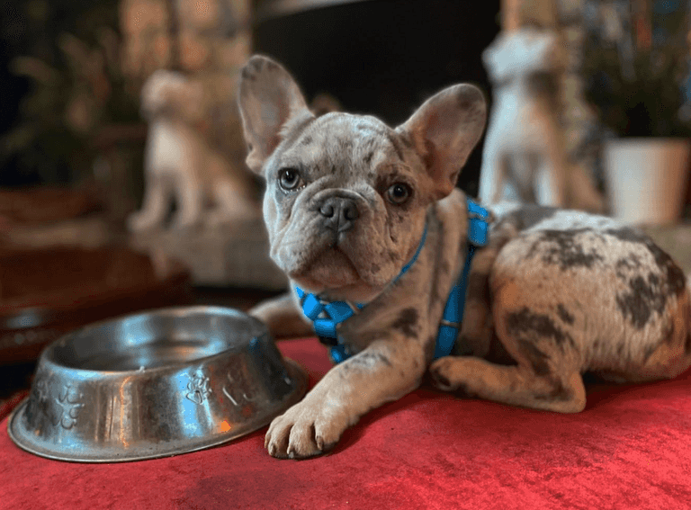 Dog friendly Dublin: 21 northside cafés, pubs and restaurants to take your pup to Dog friendly Dublin: 21 northside cafés, pubs and restaurants to take your pup to
