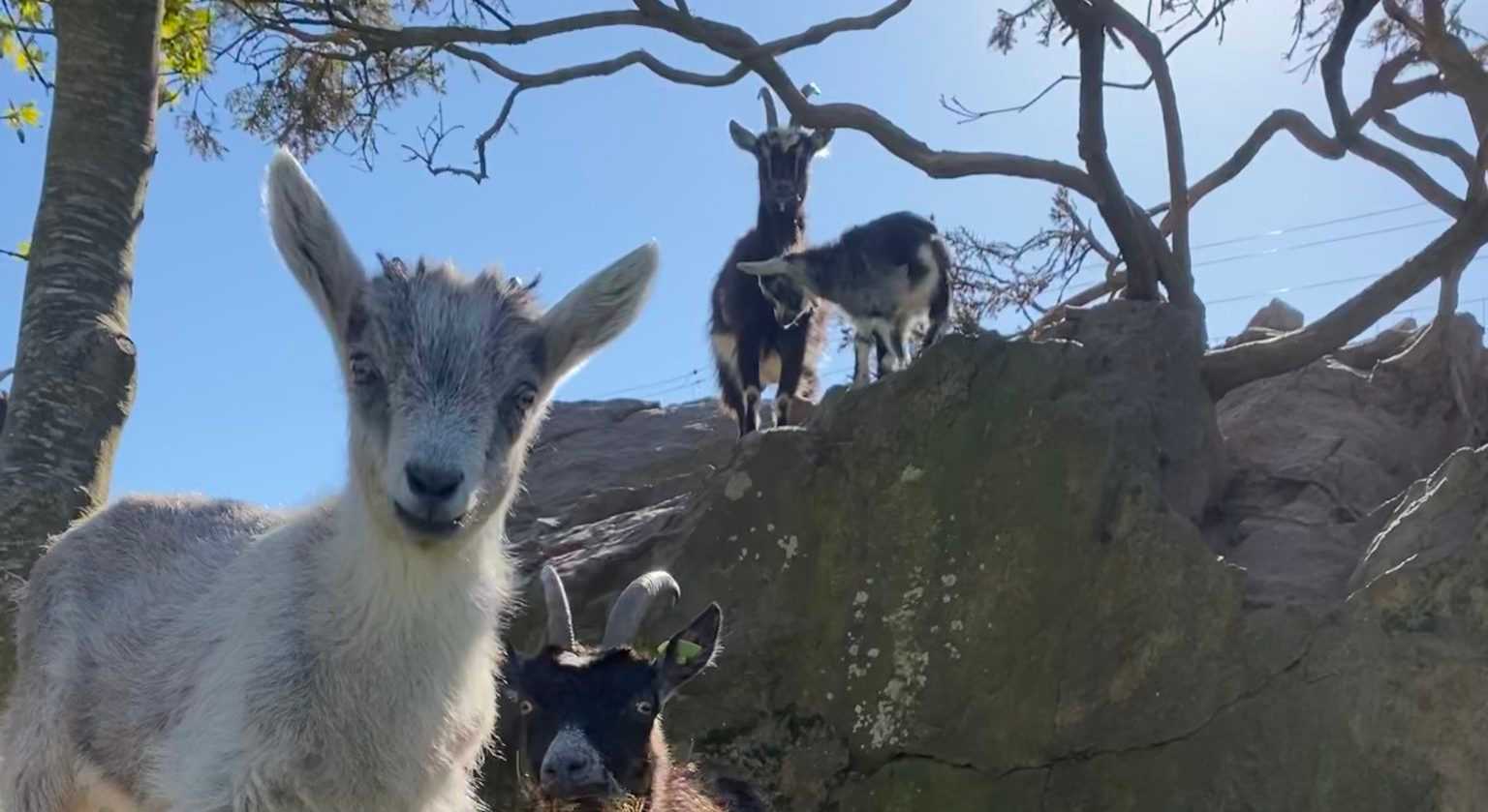 New kid goats join fire-fighting herd in Howth and one is in need of a name