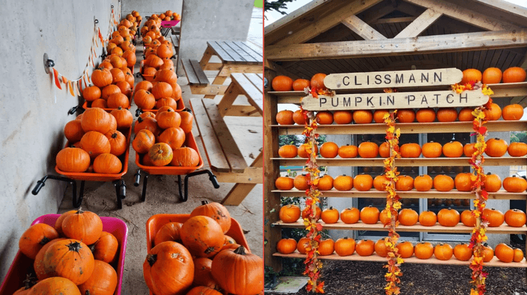 10 pumpkin patches near Dublin to check out over autumn 10 pumpkin patches near Dublin to check out over autumn