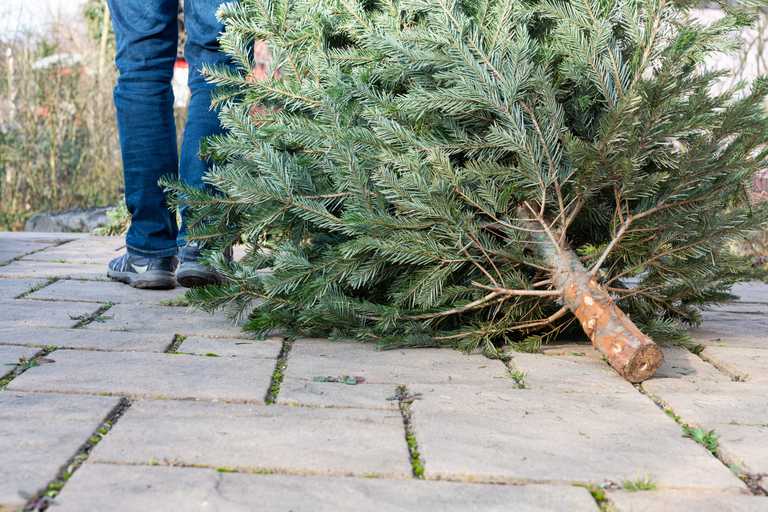 DCC to provide free Christmas tree disposal service around Dublin DCC to provide free Christmas tree disposal service around Dublin