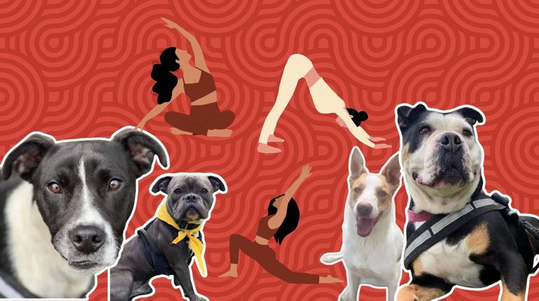 Irish charity launches rescue dog yoga event in response to the controversial Puppy Yoga exposé Irish charity launches rescue dog yoga event in response to the controversial Puppy Yoga exposé