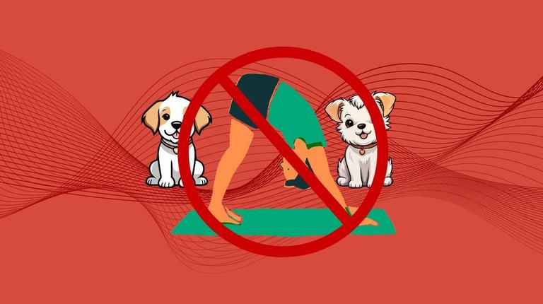 Animal welfare charities urge public not to attend new puppy yoga sessions Animal welfare charities urge public not to attend new puppy yoga sessions