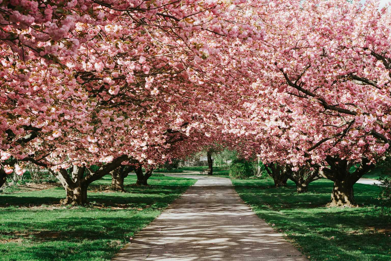 9 Gorge Spots in Dublin to Visit During Cherry Blossom Season
