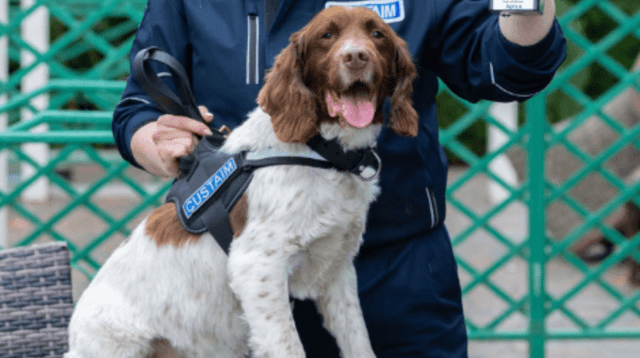 Drug detection dog receives hero award ahead of retirement Drug detection dog receives hero award ahead of retirement