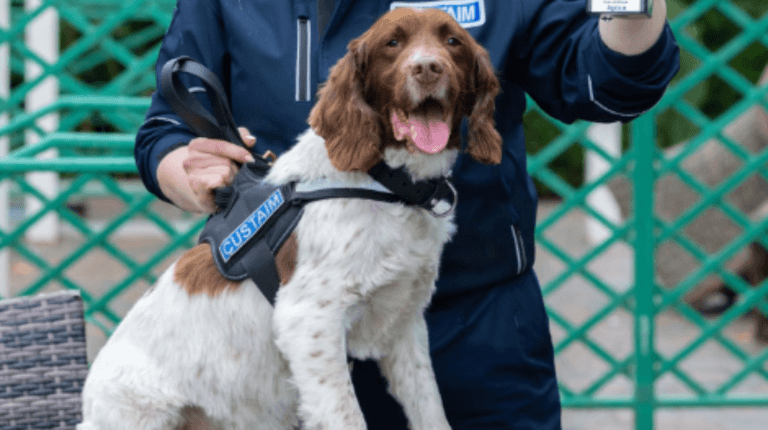 Drug detection dog receives hero award ahead of retirement Drug detection dog receives hero award ahead of retirement