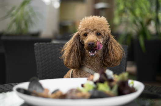 dog-friendly cafe