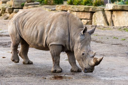 You can watch Dublin Zoo Live Webcam to watch the animals from your couch