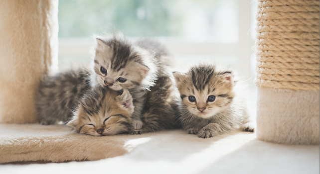 Virtual cat fair