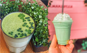 Eight green drinks Paddy’s Day drinks to try today