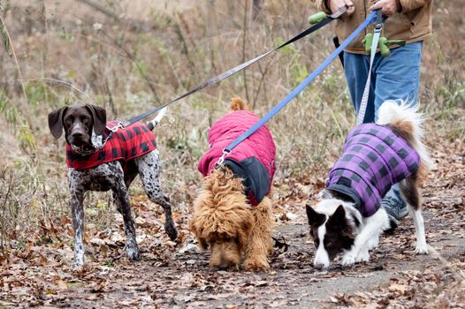 Dogs walking