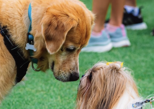 pups park malahide