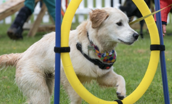 pups in the park is back this september