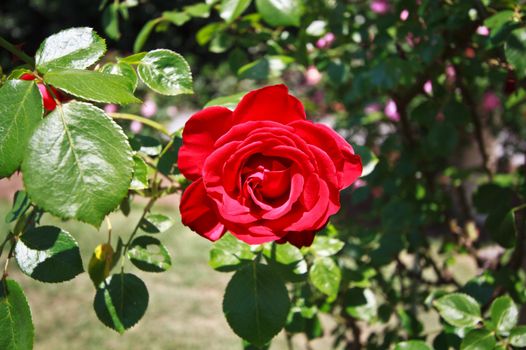 dublin rose festival
