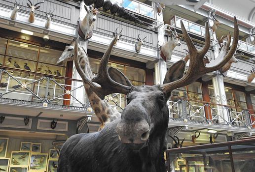 dublin's dead zoo