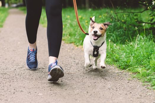 dublin dog warden scam