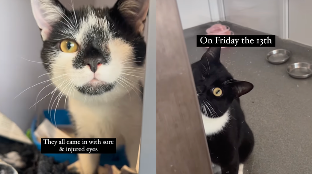 dspca cats friday the 13th