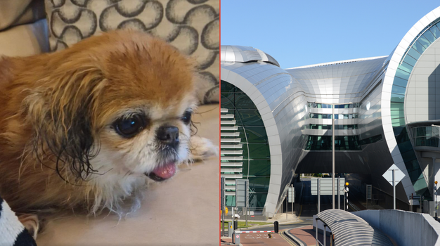 dog abandoned dublin airport