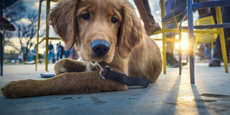 40 dog-friendly places to bring your pooch in Dublin