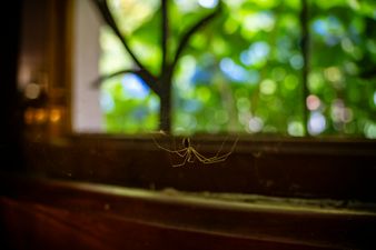 Spider Season Has Come Early
