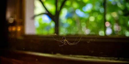 Spider Season Has Come Early